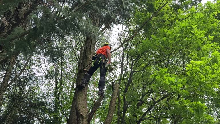 Best Lawn Dethatching Services  in Massanutten, VA