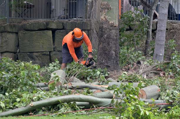 How Our Tree Care Process Works  in  Massanutten, VA